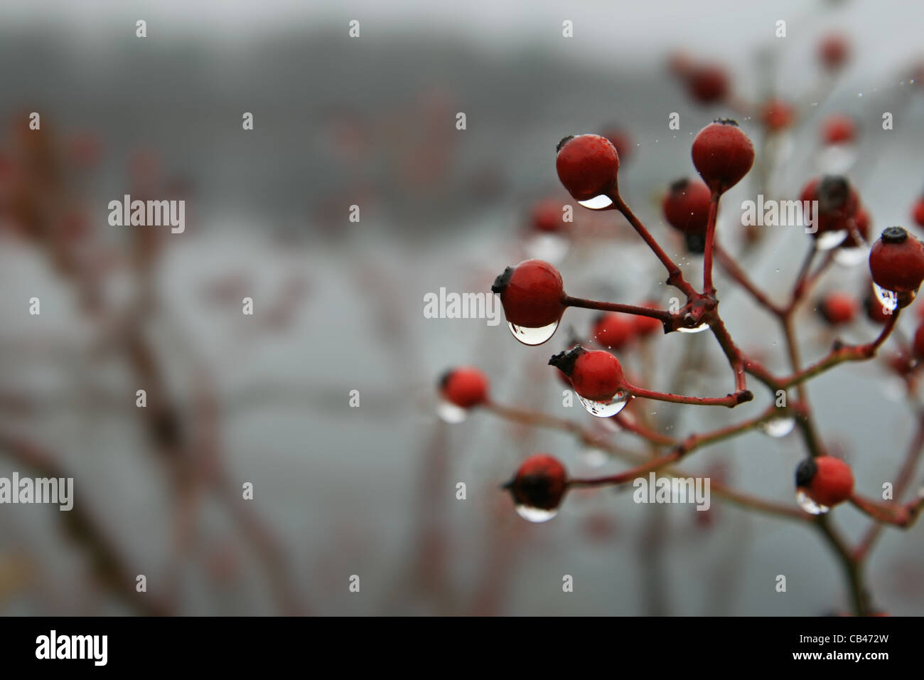 closeup of wet red berries on a plant with shallow depth of field and water drops Stock Photo
