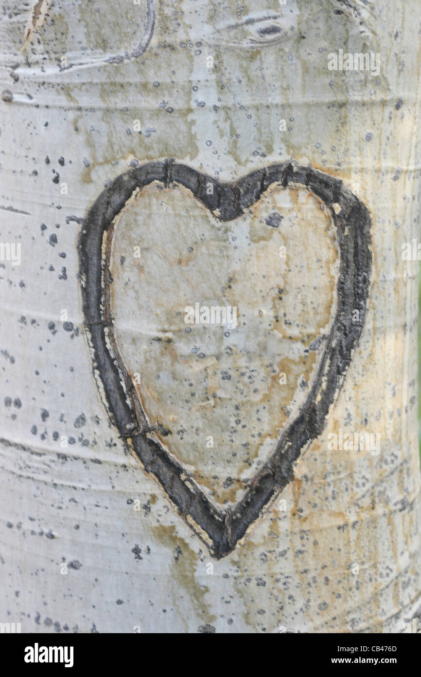 empty heart carved into aspen bark on a tree trunk Stock Photo