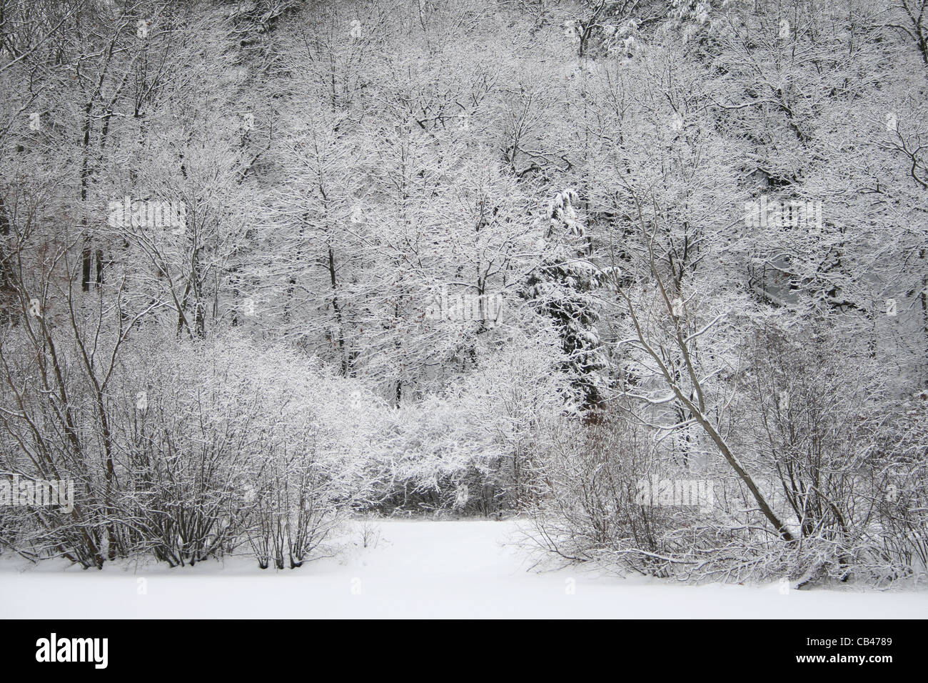 evergreen and deciduous trees and bushes with snow on the branches and ground. High contrast image. Stock Photo