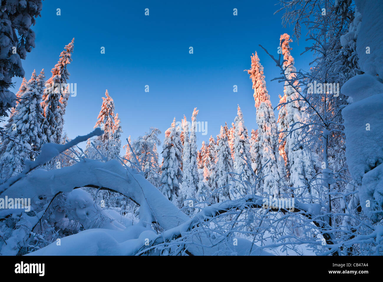 Sunrise in winter forest Stock Photo - Alamy