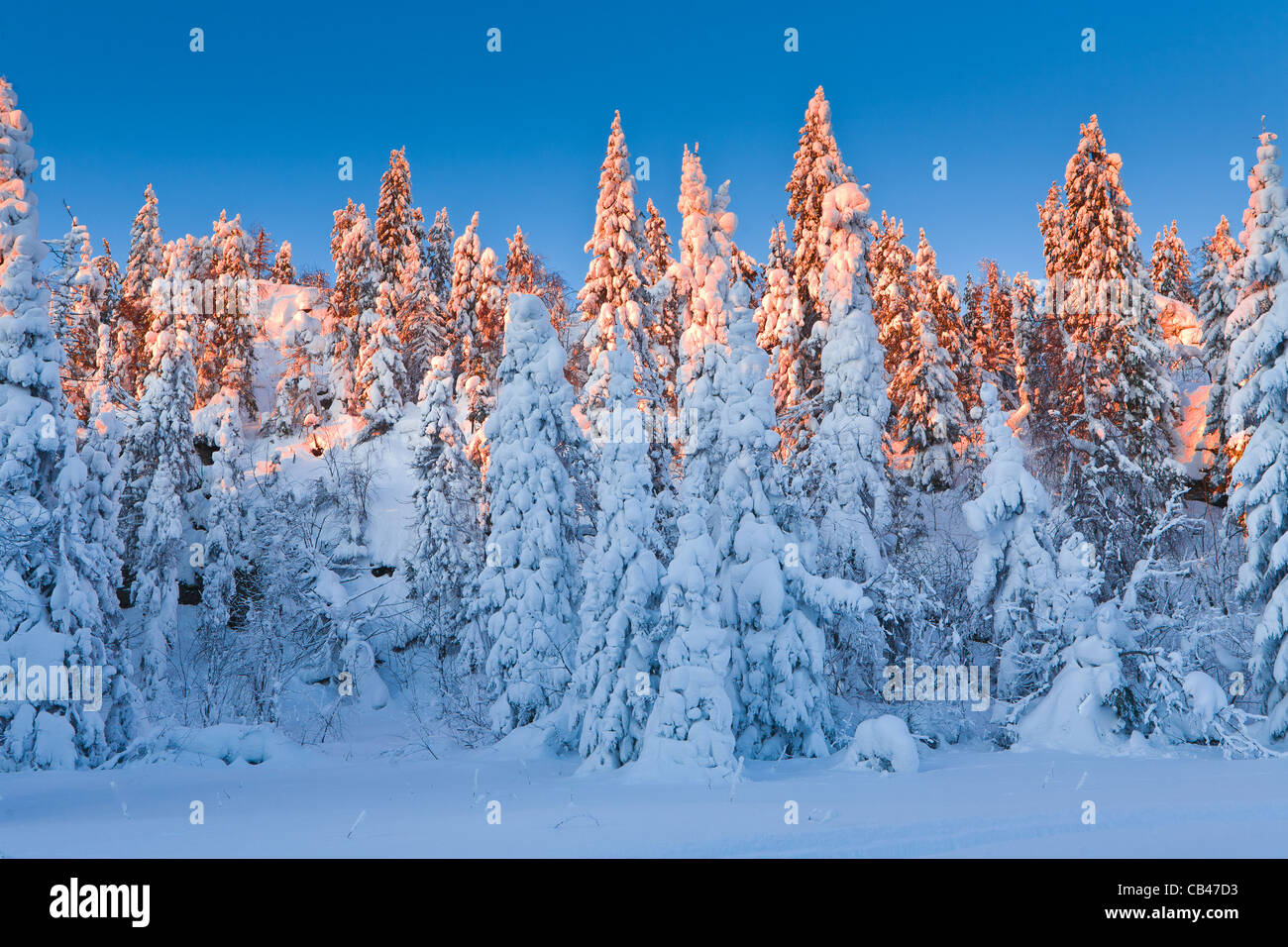 Sunrise in winter forest Stock Photo - Alamy