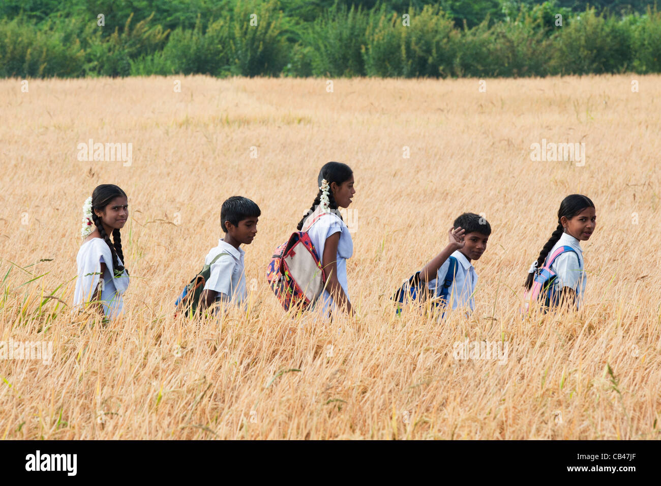 Indian children walking to school through ripe rice paddy field. Andhra Pradesh, India Stock Photo