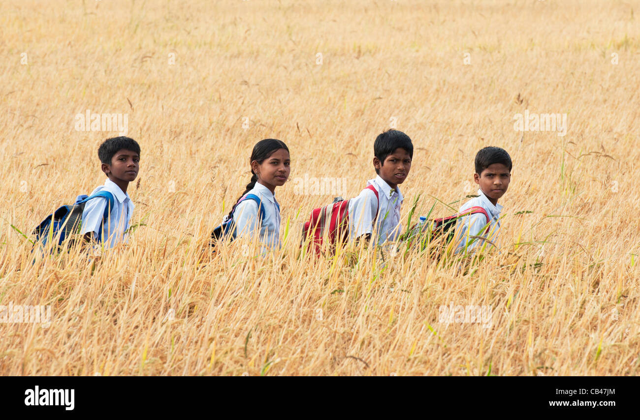 Indian children walking to school through ripe rice paddy field. Andhra Pradesh, India Stock Photo