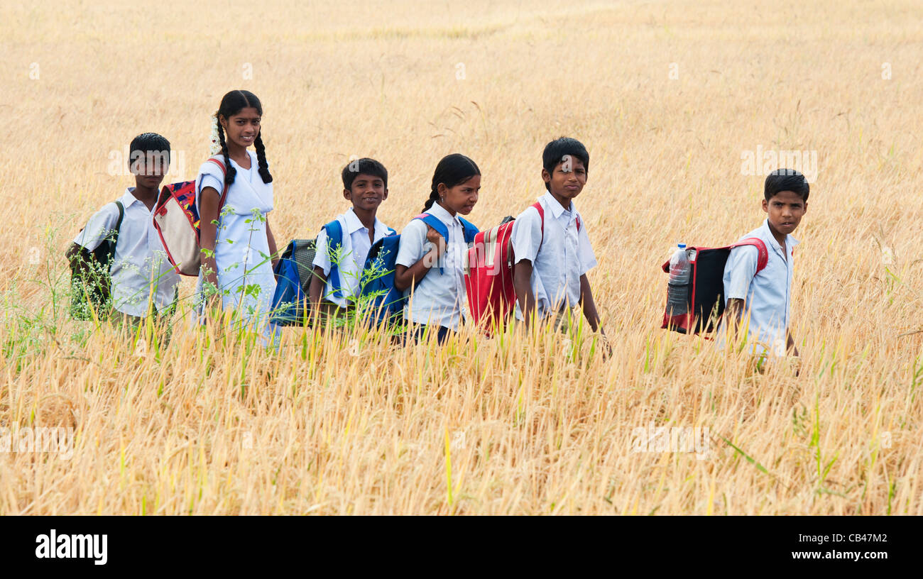 Indian Children Walking To School Through Ripe Rice Paddy Field Andhra