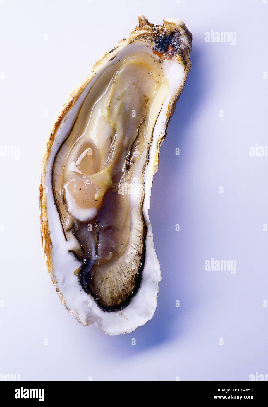 Cut out Oysters (Portuguese Stock Photo Alamy