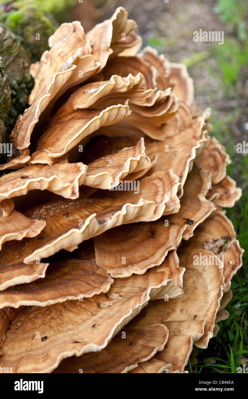 Giant Polypore fungus Meripilus giganteus on a beech tree Stock Photo