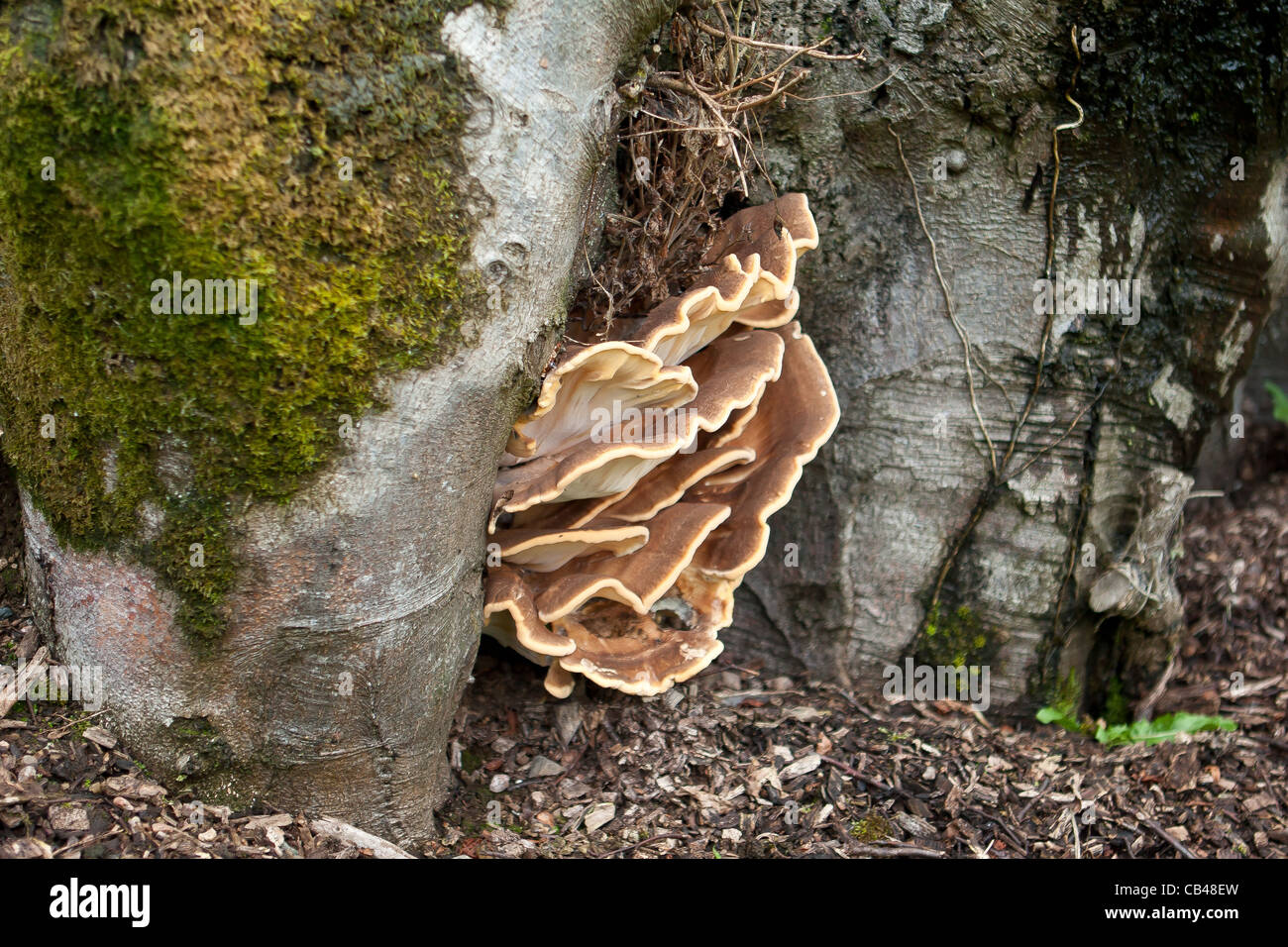 Giant Polypore fungus Meripilus giganteus on a beech tree Stock Photo