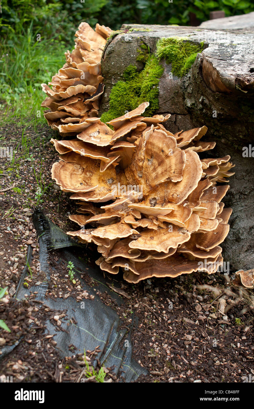 Giant Polypore fungus Meripilus giganteus on a beech tree Stock Photo
