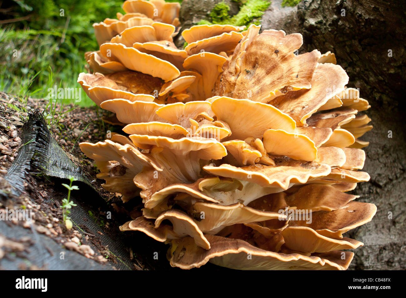 Giant Polypore fungus Meripilus giganteus on a beech tree Stock Photo