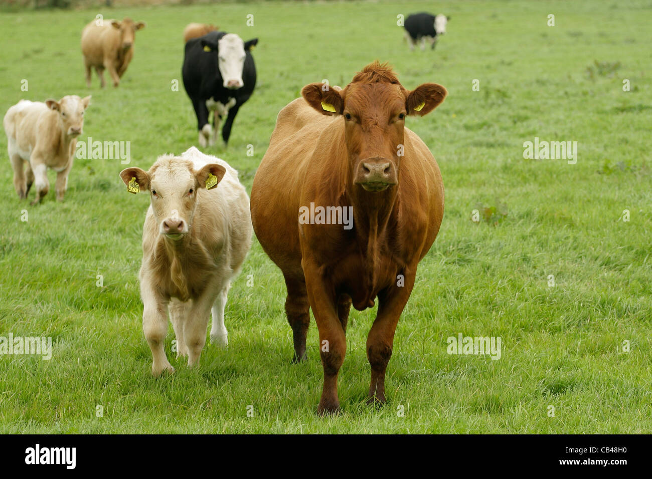 Brown dairy cow and calf Stock Photo Alamy