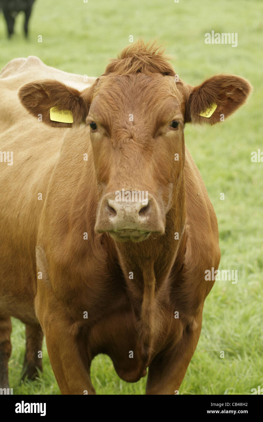 Brown dairy cow Stock Photo Alamy