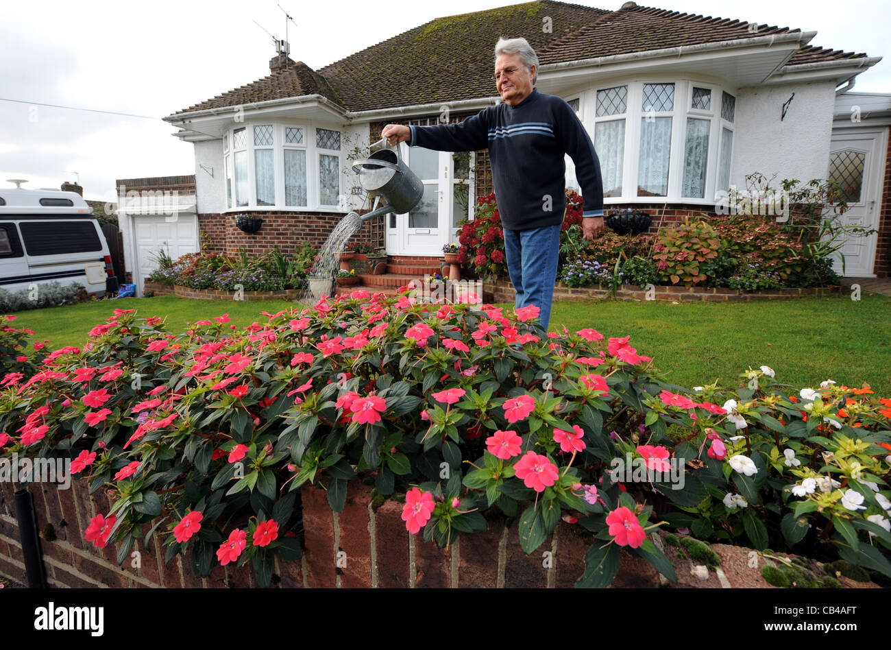 Gardener watering his late blooming Bizzy Lizzies which are blooming in late November because of warm weather UK Stock Photo