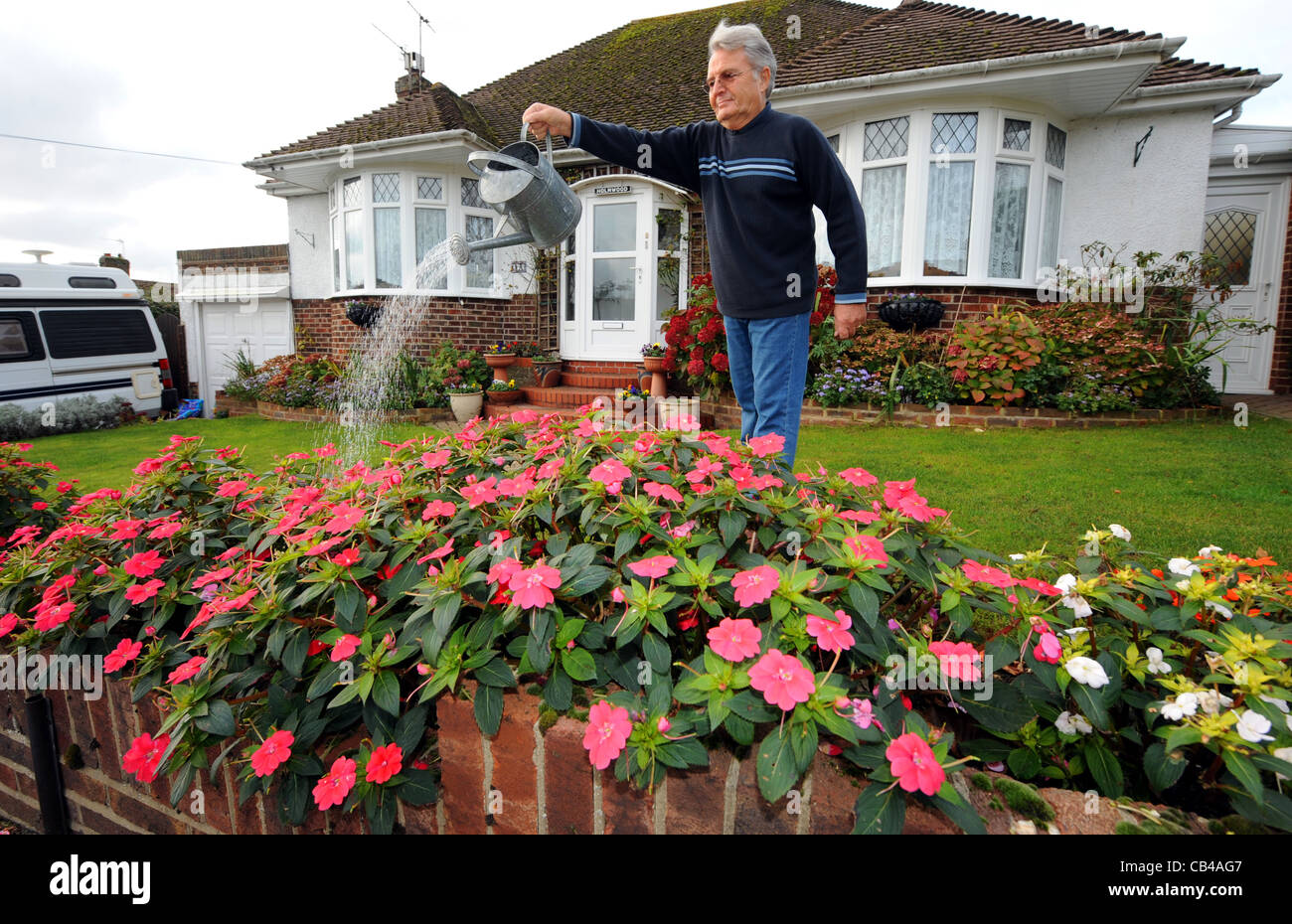 Gardener watering his late blooming Bizzy Lizzies which are blooming in late November because of warm weather UK Stock Photo