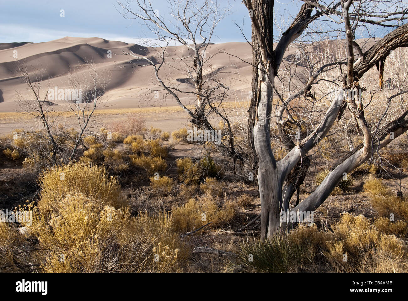 Old Cottonwood and Great Sand Dunes Great Sand Dunes National Park Colorado USA Stock Photo