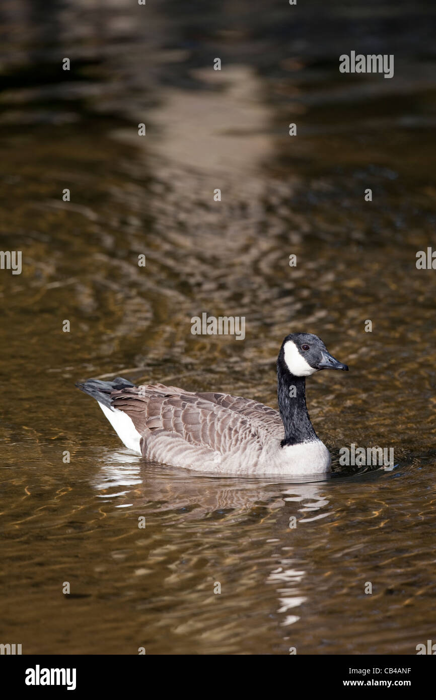 Canada Goose (Branta canadensis). Swimming on the River Thet, Thetford, Norfolk.UK. Stock Photo