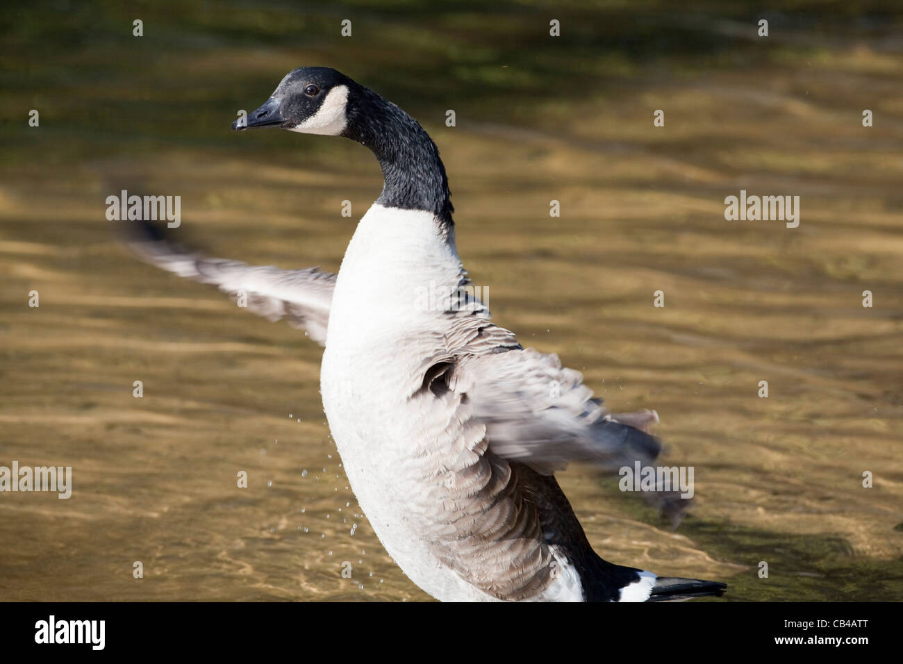 Canada Goose Dry Cleaning Durham Offers Discounts www.meesenburg.kz