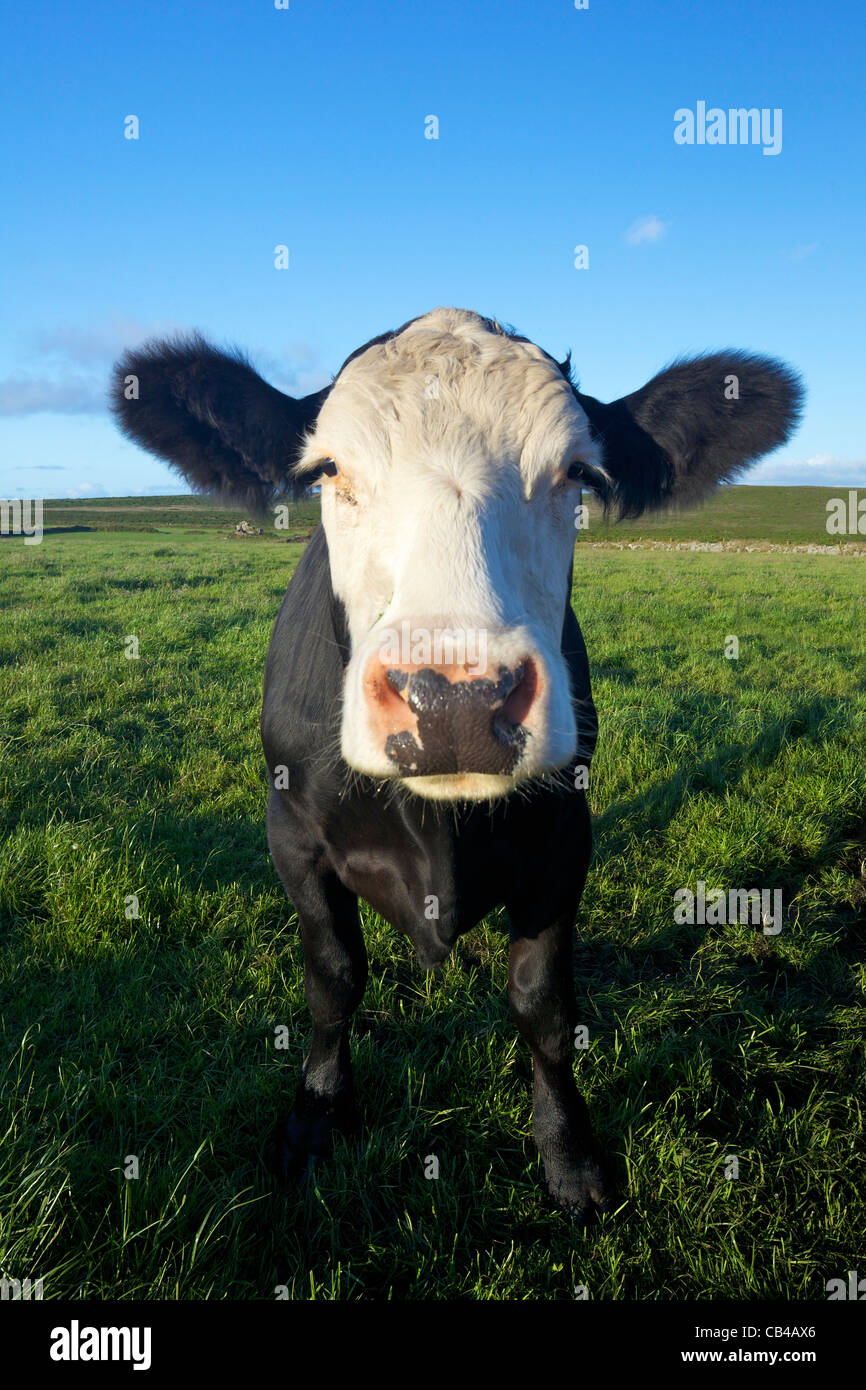 Cornish cow, Cornwall, Southwest England, UK, GB, British Isles, Europe Stock Photo