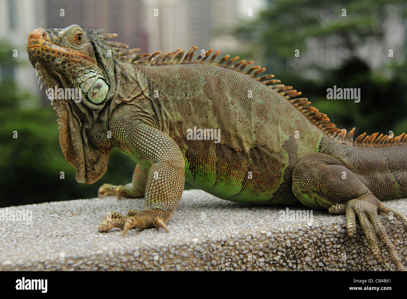 Wild Green Iguana Stock Photo