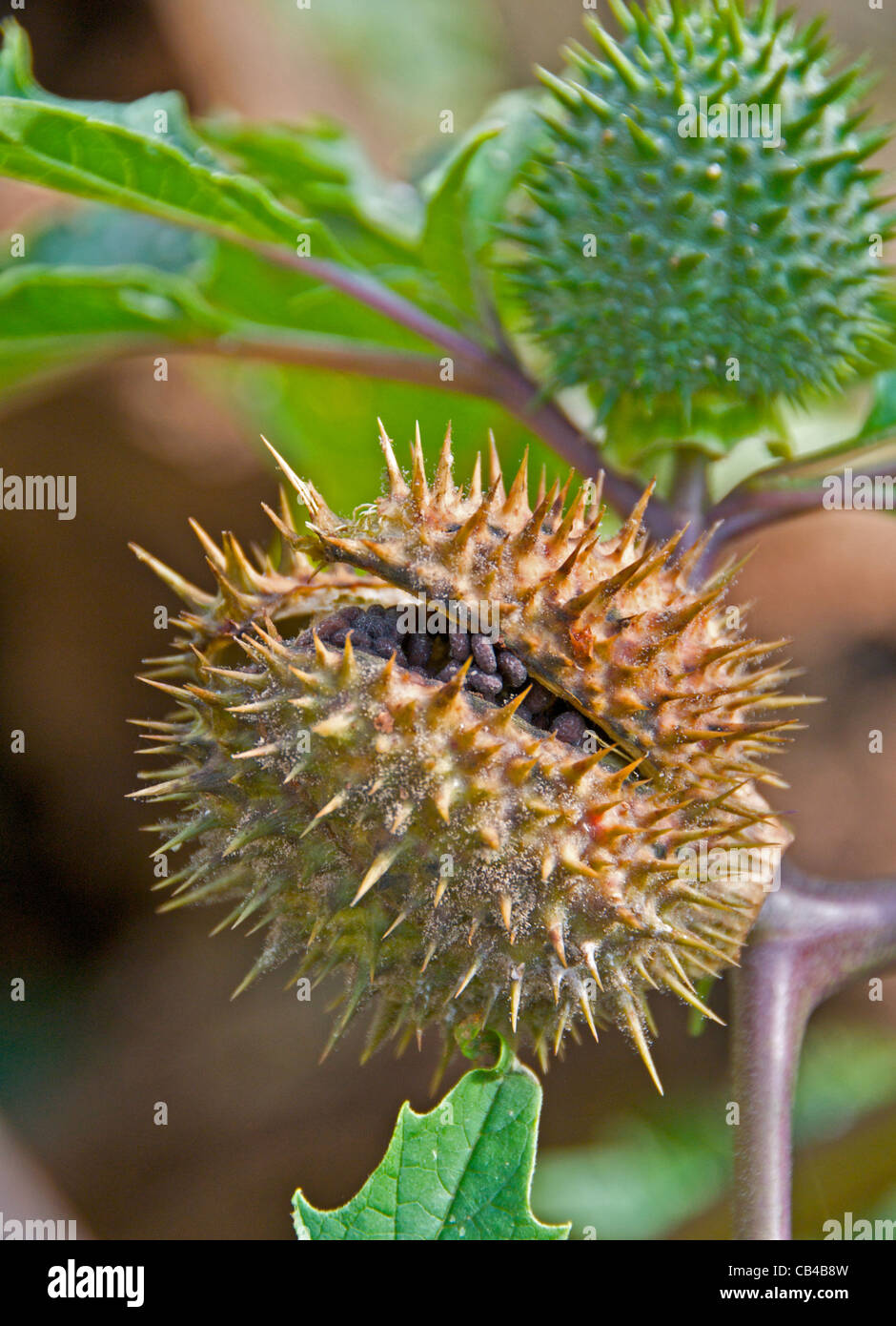 Thornapple thorn apple thorn-apple poisonous plant also known as Jimson Weed. This is the ripe seed head of the Datura stramonium. Stock Photo