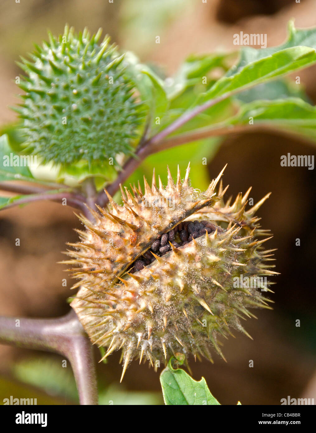 Thornapple thorn apple thorn-apple poisonous plant also known as Jimson Weed. This is the ripe seed head of the Datura stramonium. Stock Photo