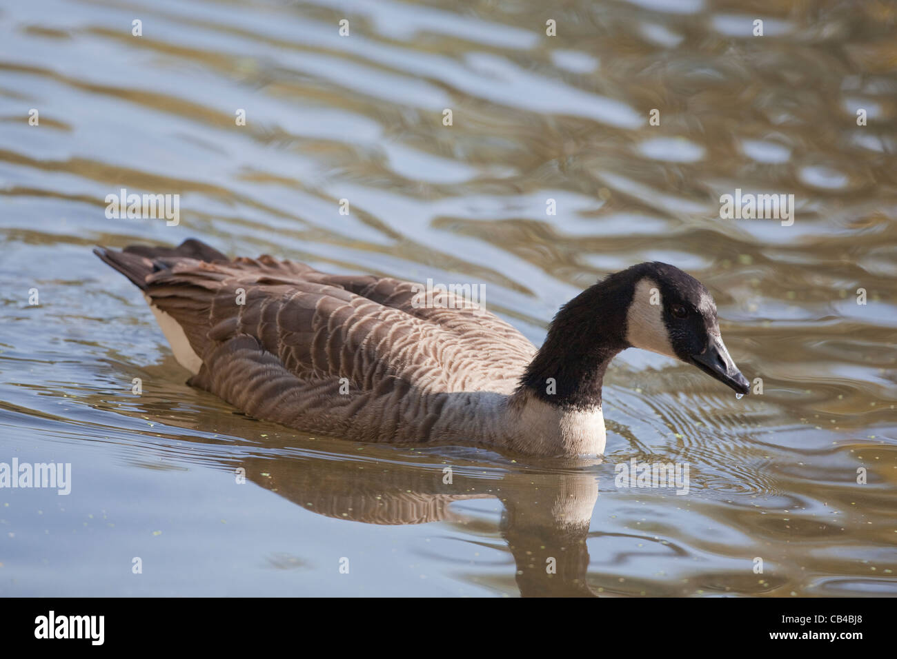 Canada Goose (Branta canadensis). Swimming. River Thet, Thetford, Norfolk. Stock Photo