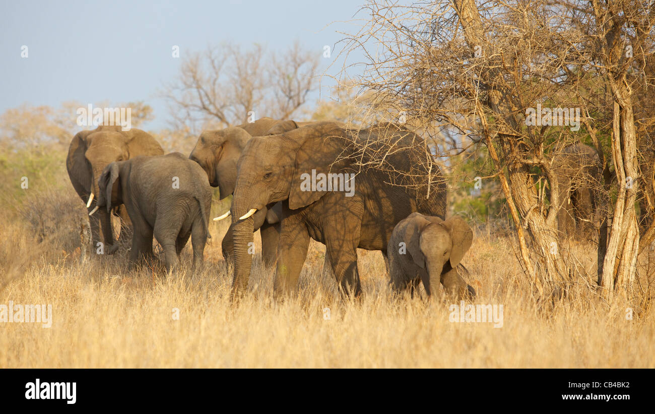Part of a breeding herd of African elephant (Loxodonta africana) in the Kruger National Park, South Africa. Stock Photo
