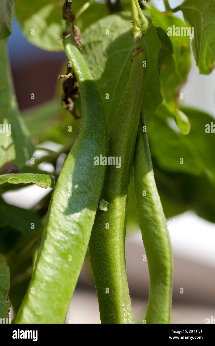 Growing runner beans in garden pot Scotland UK Stock Photo Alamy