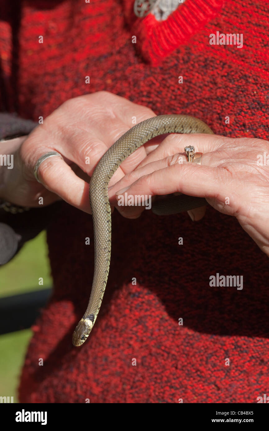 Grass Snake (Natrix natrix). Second year juvenile held in human hands. Norfolk. April. Stock Photo