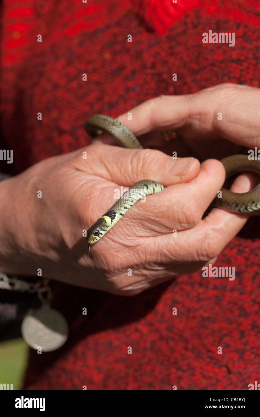 Grass Snake (Natrix natrix). Second year juvenile held in human hands. Norfolk. April. Stock Photo