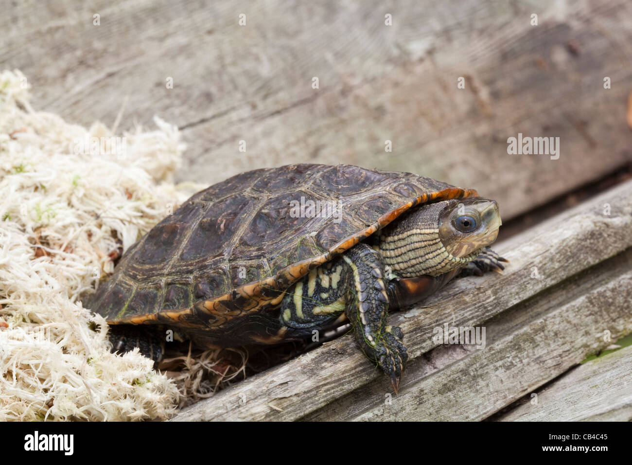 Spanish Terrapin (Mauremys leprosa). Found in much of Spain, Portugal, just into southern France and North Africa. Stock Photo