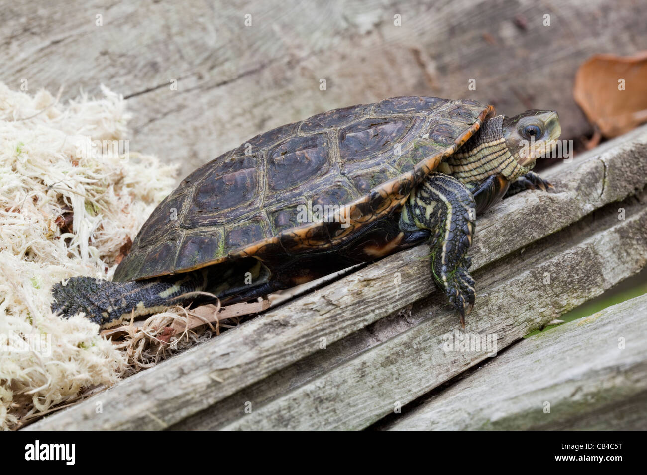 Spanish Terrapin (Mauremys leprosa). Found in much of Spain, Portugal, just into southern France and North Africa. Stock Photo