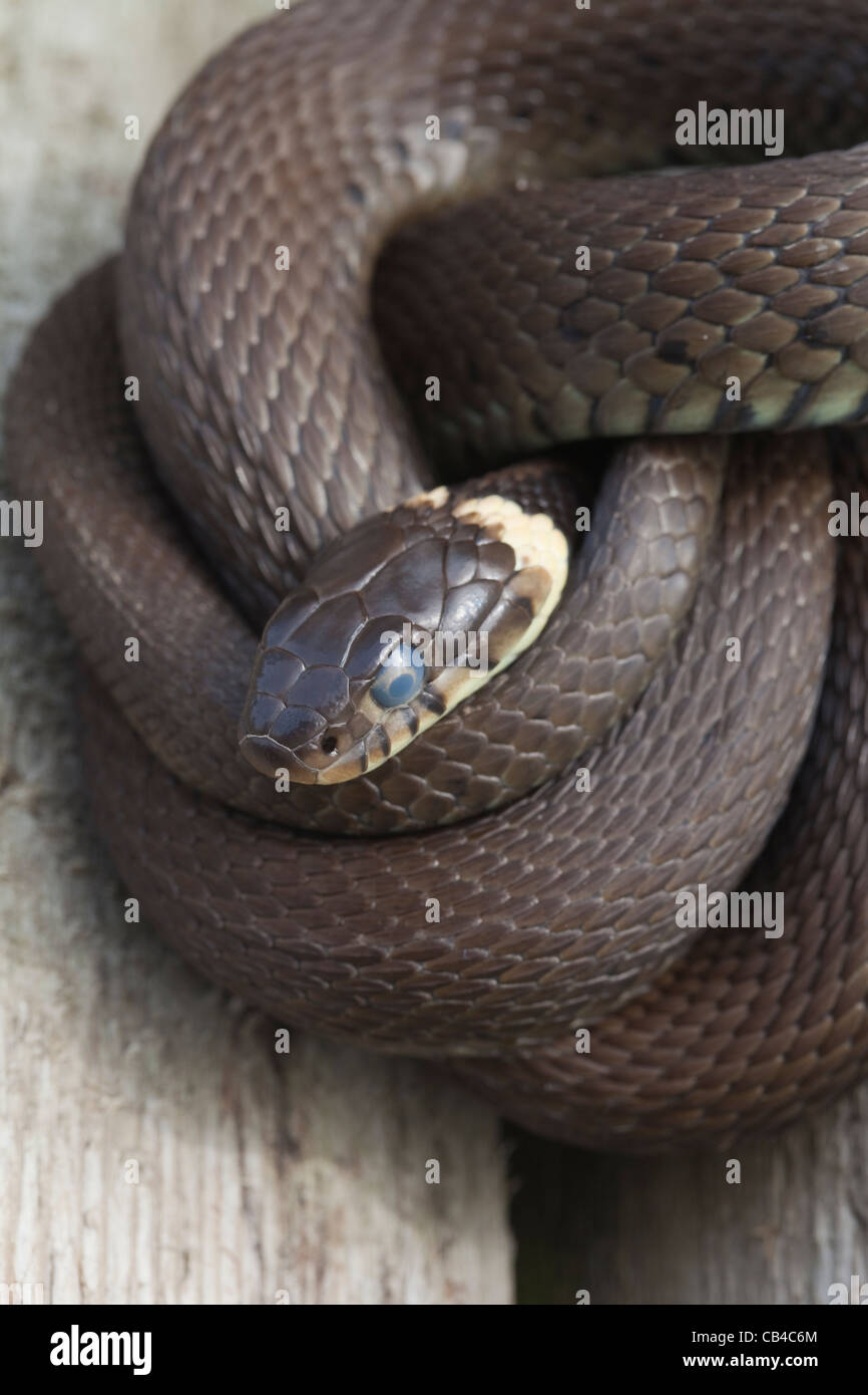 Grass Snake Natrix natrix helvetica. Head, showing apparent opague scale over the eye. Indicative of an imminent sloughing. Stock Photo