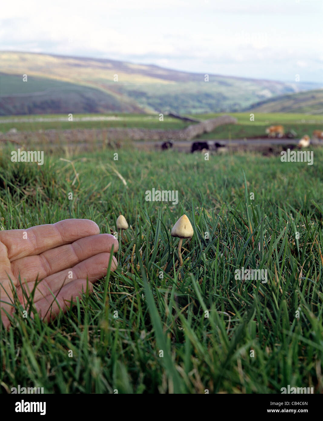 Magic mushrooms growing on grazing land above Hesleden Bergh, near Halton Gill in the Yorkshire Dales National Park. Stock Photo