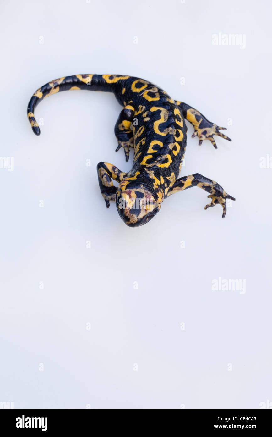 Portuguese Fire Salamander (Salamandra salamandra gallaica). One of a number of sub-species to be found in Europe, North Africa, Middle East Stock Photo