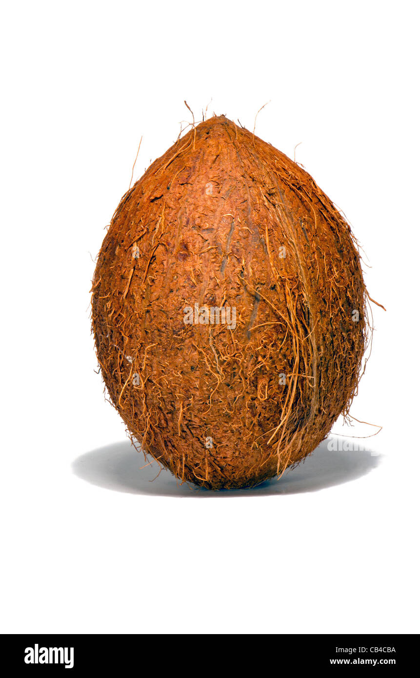 Coconut on a white background. Brown coconut bark detail. Stock Photo