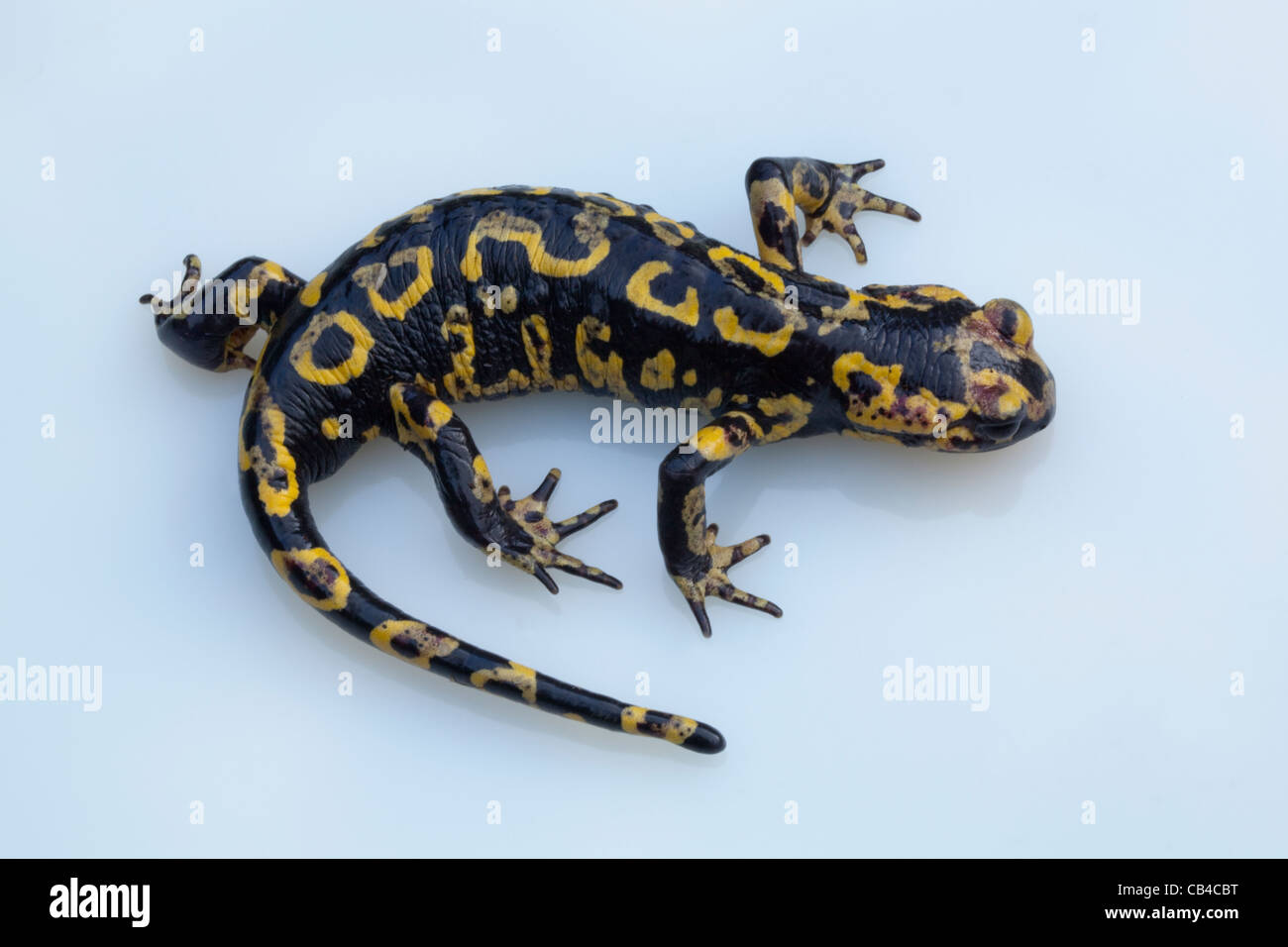 Portuguese Fire Salamander (Salamandra salamandra gallaica). One of a number of sub-species to be found in Europe, North Africa, Middle East Stock Photo
