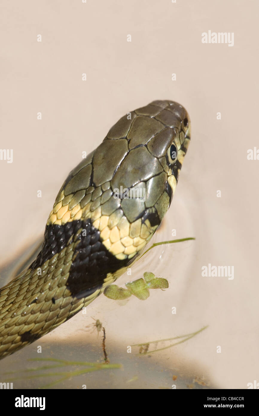 Grass Snake Natrix natrix helvetica. Identification. Head, showing typical yellow 'neck collar'. Scaling on the head. Stock Photo