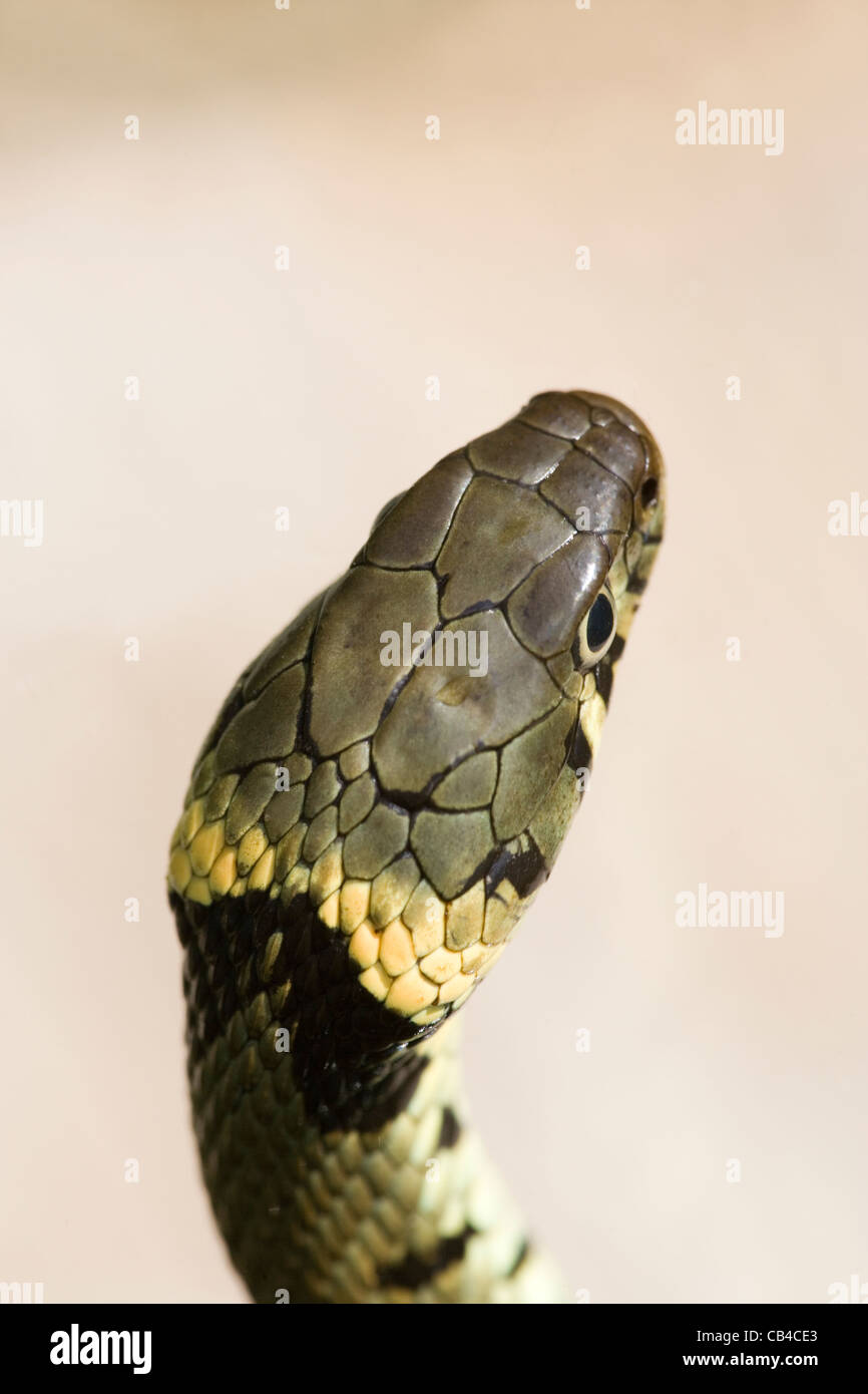 Grass Snake (Natrix natrix helvetica). Scaling on head, and species identifying yellow and black neck collar. Stock Photo
