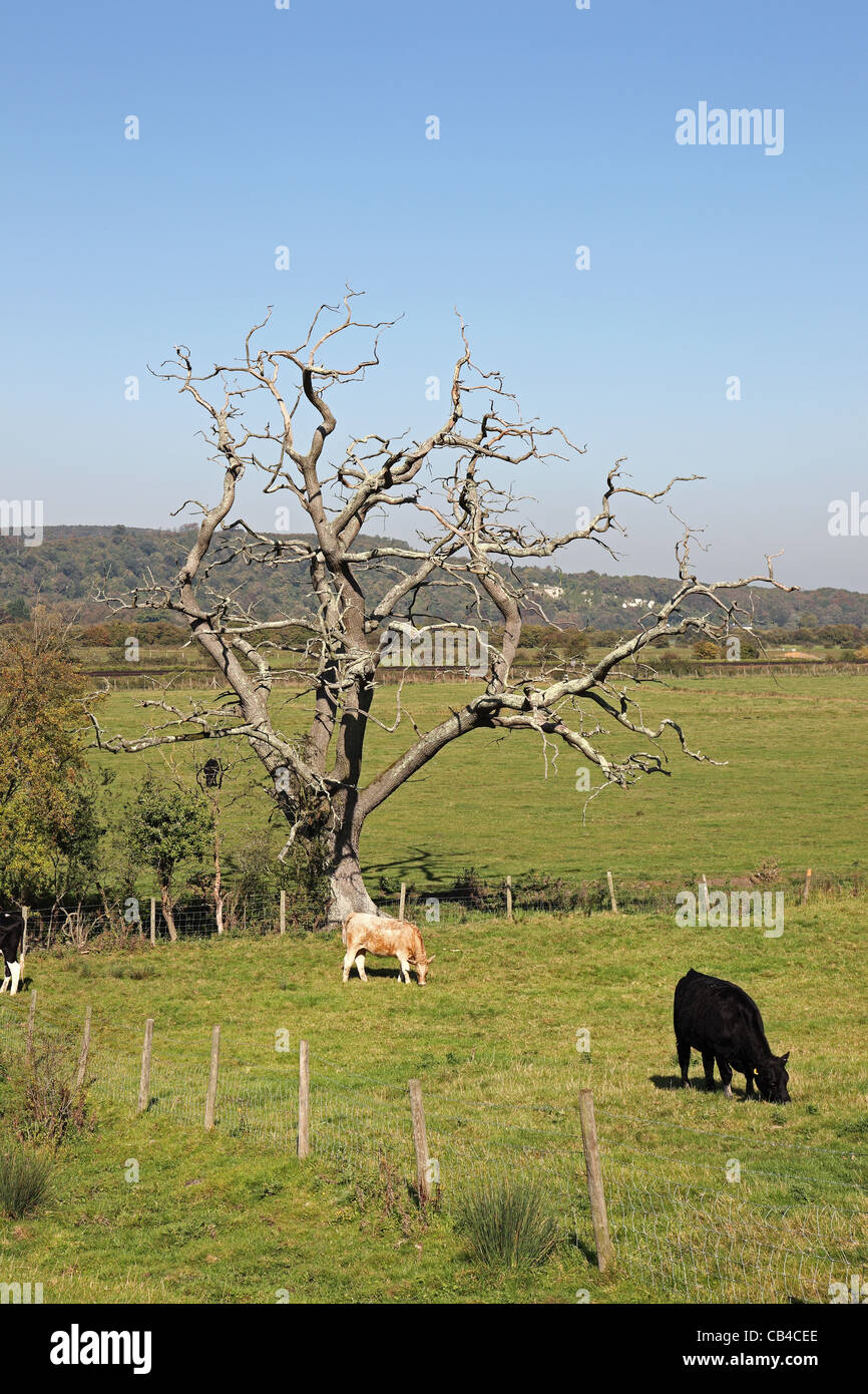 Sussex downs view hi-res stock photography and images - Alamy