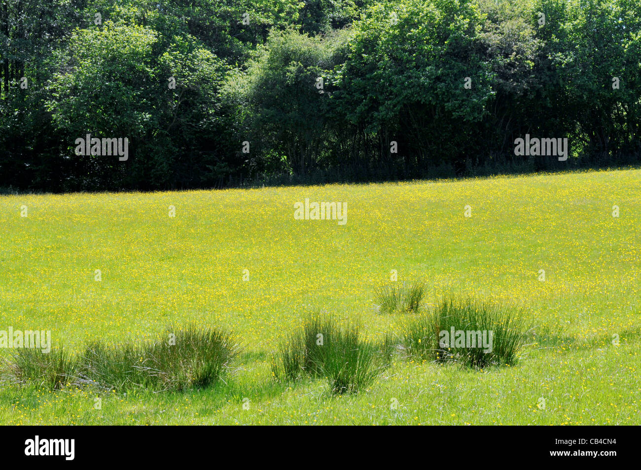 Field of buttercups near Three Leg Cross, East Sussex, England Stock Photo