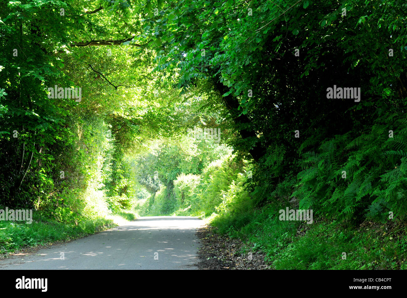 English country lane near Three Leg Cross in East Sussex. Stock Photo