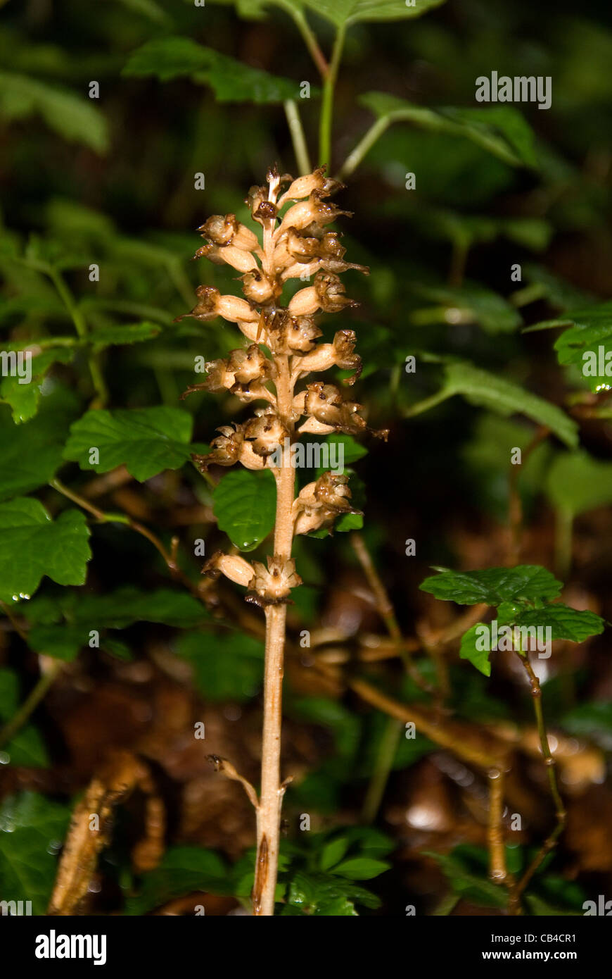 Birds Nest Orchid growing in the Monmouthshire countryside at Blackcliff woods Stock Photo