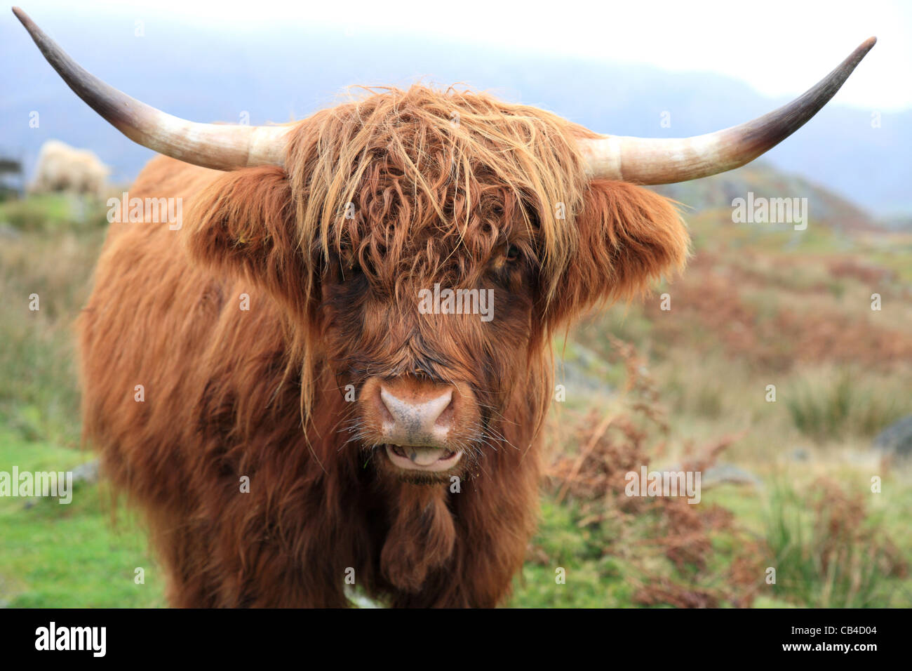 Highland Cattle Cow, Scotland UK. Stock Photo