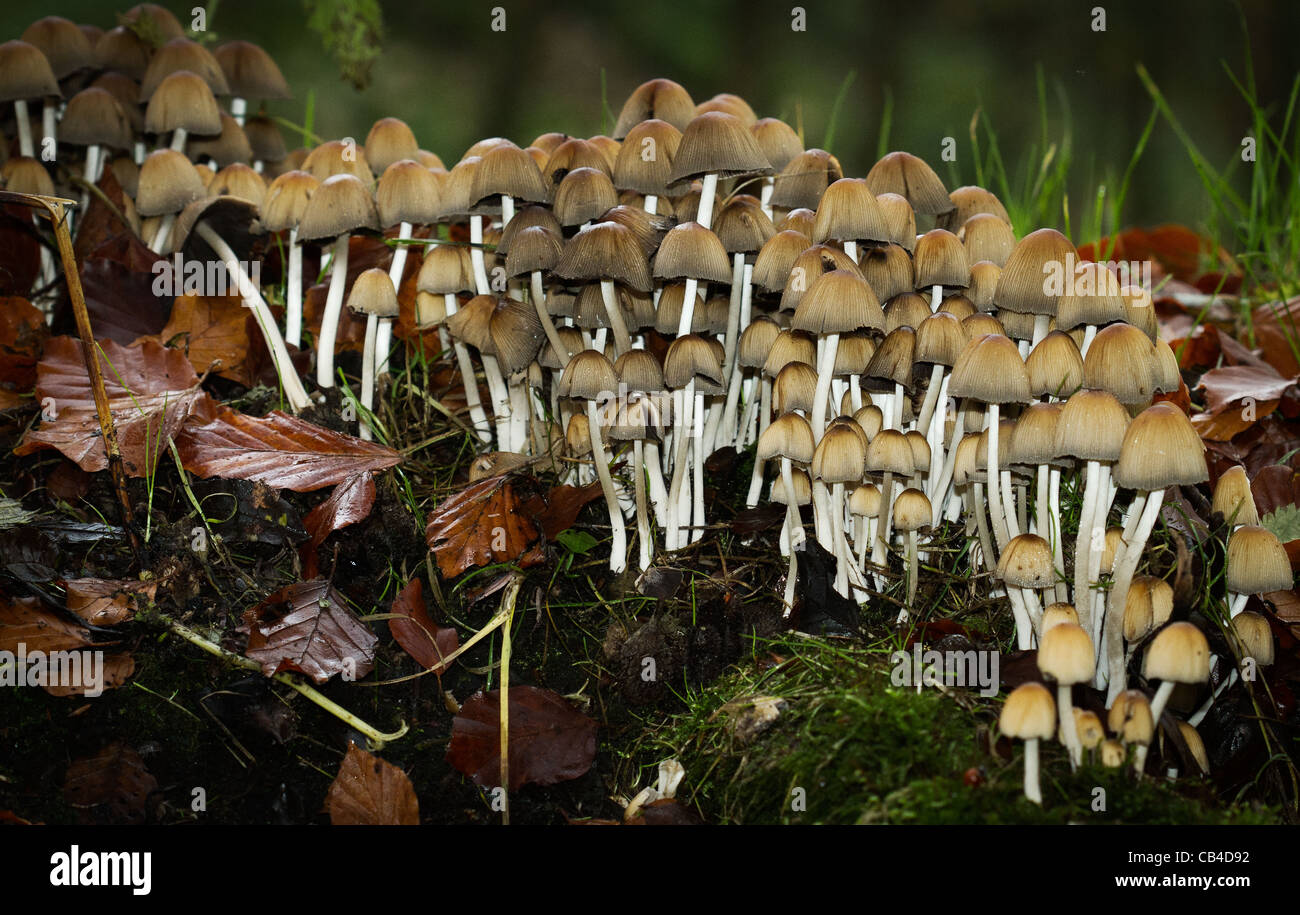 Group of Woodland Mushrooms , Yorkshire , England Stock Photo