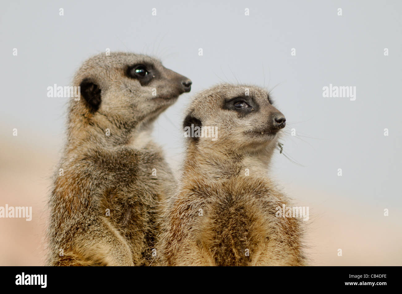 A close-up view of two meerkats looking to the horizon Stock Photo