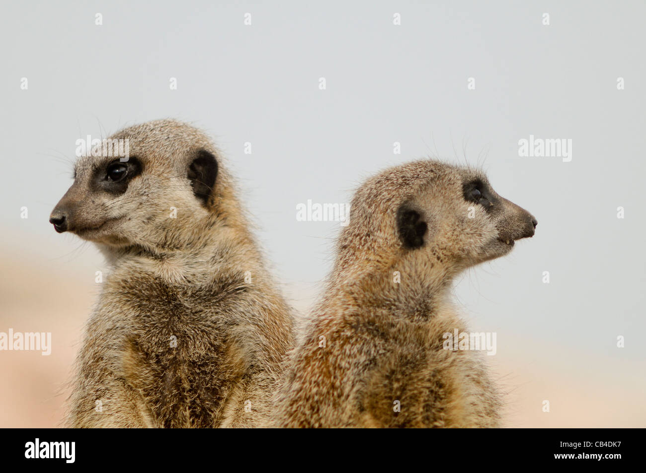 A close-up view of two meerkats looking to opposite sides Stock Photo