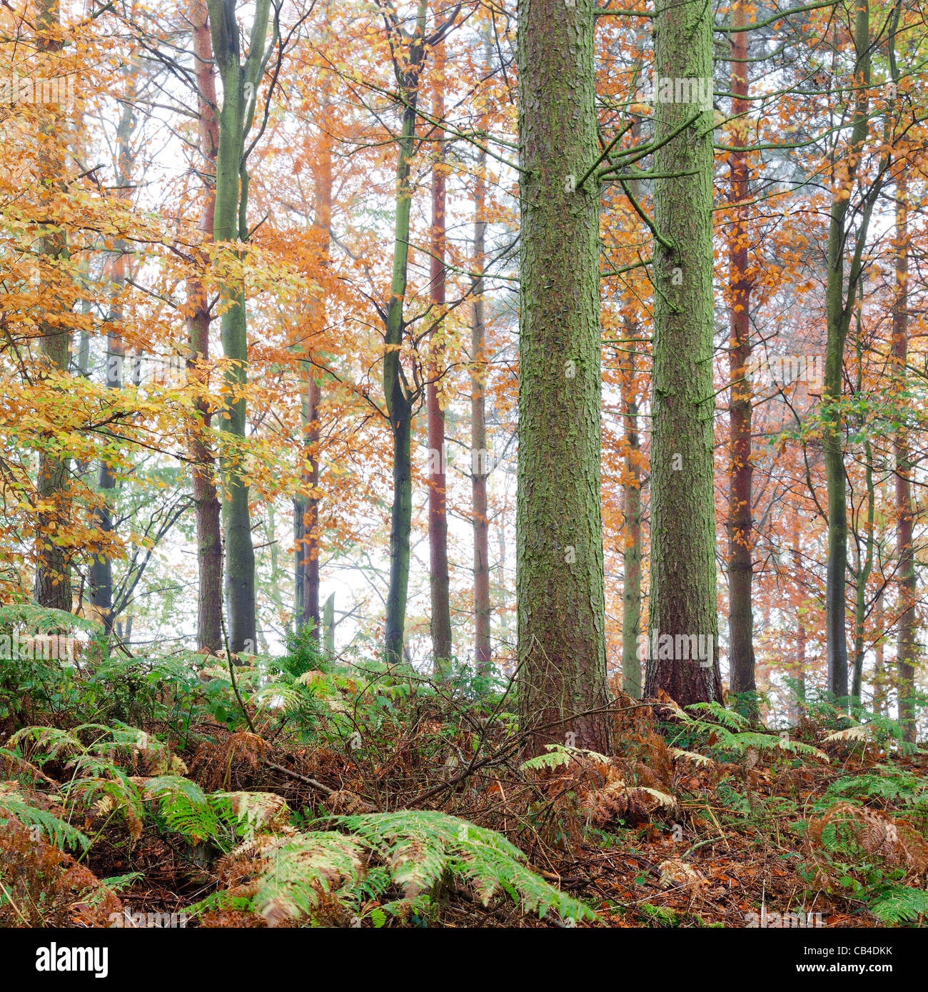 Images made in a foggy forest this autumn Stock Photo - Alamy