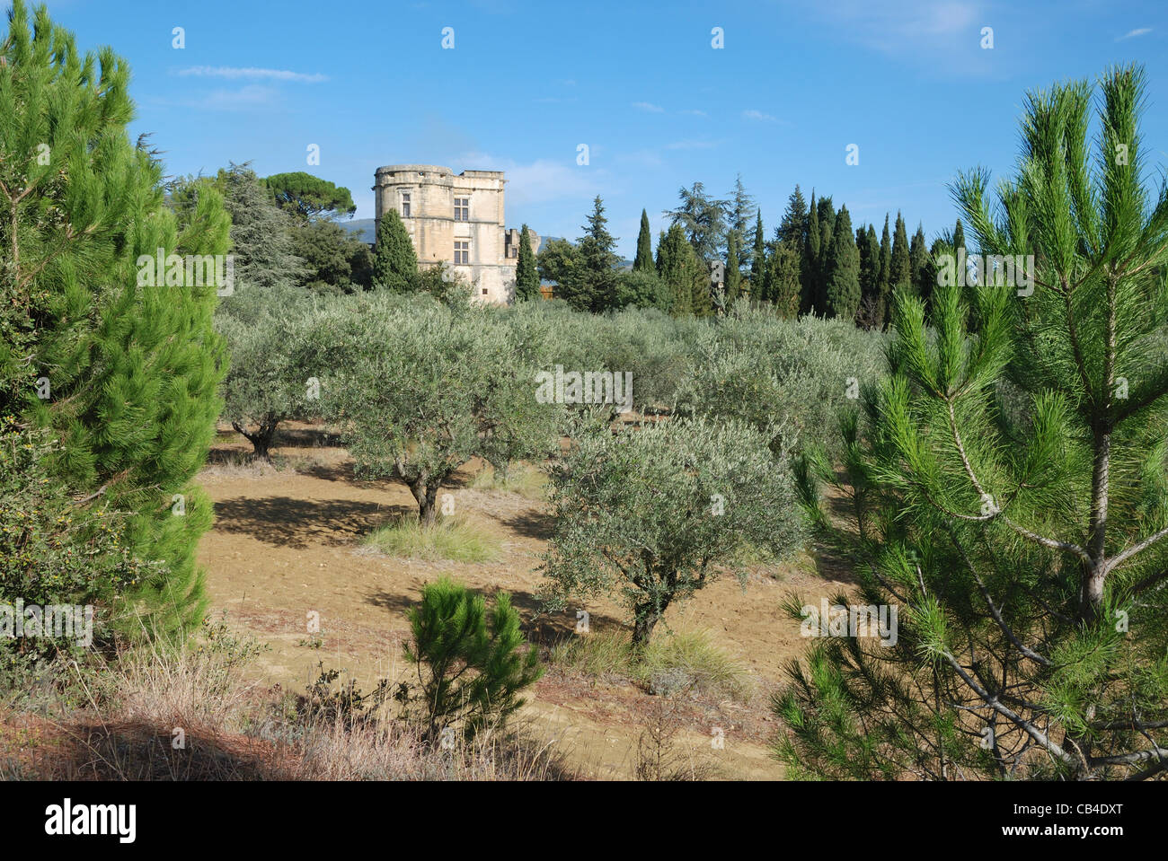 The olive grove at Chateau de Lourmarin, Lourmarin, Provence, France. Stock Photo