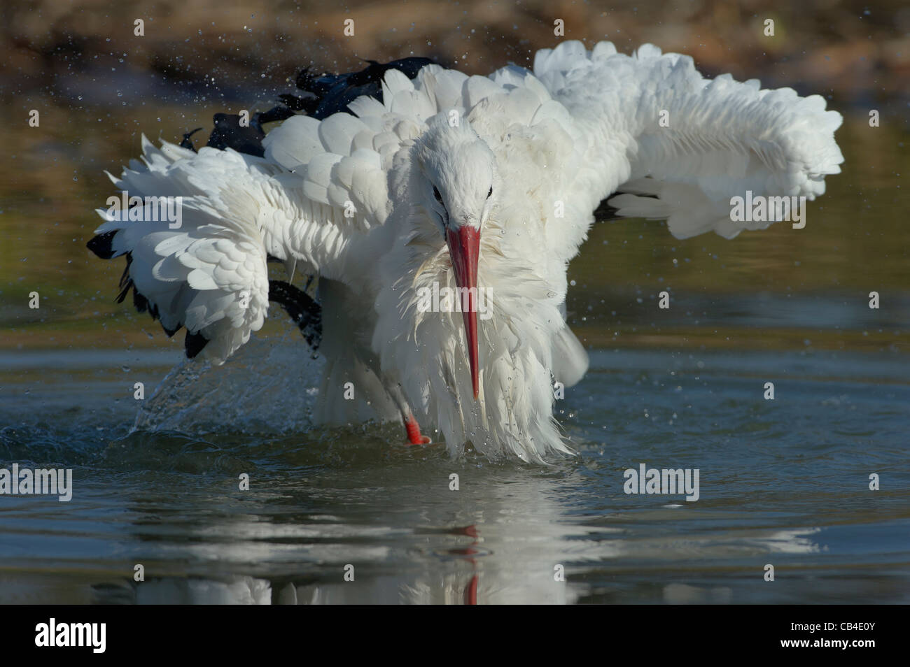 a White Stork taking a bath in the Cicogne e Anatidi center, Racconigi, Piedmont, Italy Stock Photo