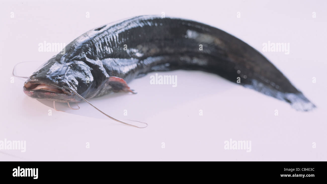 Still European catfish Stock Photo Alamy